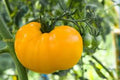 Vegetable Seeds,Garden seeds, Seeds For Planting,Plant Seeds