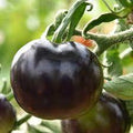 Vegetable Seeds,Garden seeds, Seeds For Planting,Plant Seeds