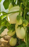 Vegetable Seeds,Garden seeds, Seeds For Planting,Plant Seeds