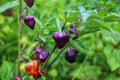 Vegetable Seeds,Garden seeds, Seeds For Planting,Plant Seeds