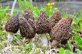 Vegetable Seeds,Garden seeds, Seeds For Planting,Plant Seeds