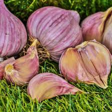 Purple Stripe Garlic Seeds for Planting – Heirloom Non-GMO, Bold Flavor Organic Vegetable Garden Seeds