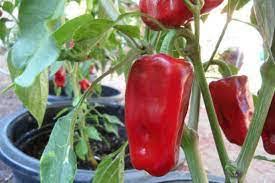 Aleppo Pepper Seeds for Planting – Heirloom Non-GMO Organic Garden Seeds, Spicy Red Variety with High Germination