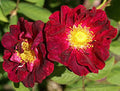 Flower Seeds, Seeds,Seeds For Planting,Plant Seeds