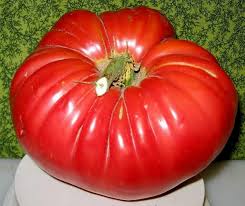 Giant Monster Tomato Seeds for Planting – Heirloom Non-GMO Organic Garden Seeds, High Germination Bold Red Fruits