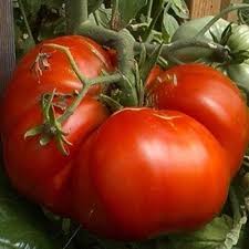 Giant Monster Tomato Seeds for Planting – Heirloom Non-GMO Organic Garden Seeds, High Germination Bold Red Fruits