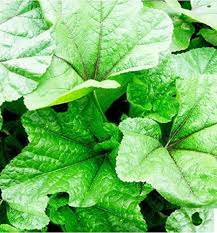 Chinese Mallow Vegetable Seeds for Planting – Heirloom Non-GMO Organic Garden Seeds, Edible Leafy Greens