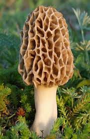 Morel Mushroom Seeds for Planting Cream – Heirloom Non-GMO Gourmet Organic Garden Spores, High Germination.