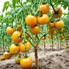 Tomato Seeds for Planting Yellow – Heirloom Non-GMO, Sweet Organic Garden Seeds for Vibrant Salads