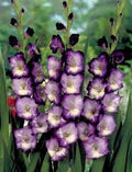 Violet Gladiolus Flower Seeds for Planting – Heirloom, Non-GMO, Hardy Organic Garden Seeds with High Germination
