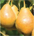 Fruit Seeds,Garden seeds, Seeds For Planting,Plant Seeds
