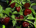 Vegetable Seeds,Garden seeds, Seeds For Planting,Plant Seeds