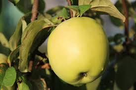 Fruit Seeds,Garden seeds, Seeds For Planting,Plant Seeds