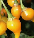 Vegetable Seeds,Garden seeds, Seeds For Planting,Plant Seeds