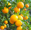 Fruit Seeds,Garden seeds, Seeds For Planting,Plant Seeds