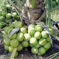 Fruit Seeds,Garden seeds, Seeds For Planting,Plant Seeds