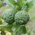 Fruit Seeds,Garden seeds, Seeds For Planting,Plant Seeds