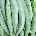 Vegetable Seeds,Garden seeds, Seeds For Planting,Plant Seeds