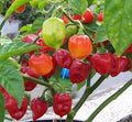 Vegetable Seeds,Garden seeds, Seeds For Planting,Plant Seeds