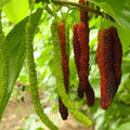 Fruit Seeds,Garden seeds, Seeds For Planting,Plant Seeds