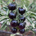Vegetable Seeds,Garden seeds, Seeds For Planting,Plant Seeds