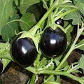 Vegetable Seeds,Garden seeds, Seeds For Planting,Plant Seeds