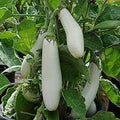Vegetable Seeds,Garden seeds, Seeds For Planting,Plant Seeds