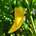 Vegetable Seeds,Garden seeds, Seeds For Planting,Plant Seeds