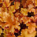 Flower Seeds, Seeds,Seeds For Planting,Plant Seeds