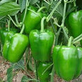 Vegetable Seeds,Garden seeds, Seeds For Planting,Plant Seeds
