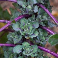 Vegetable Seeds,Garden seeds, Seeds For Planting,Plant Seeds