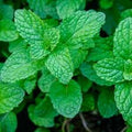 Herb Seeds,Garden seeds, Seeds For Planting,Plant Seeds