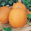 Vegetable Seeds,Garden seeds, Seeds For Planting,Plant Seeds