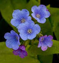 Flower Seeds, Seeds,Seeds For Planting,Plant Seeds