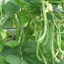 Missouri Wonder Pole Bean Seeds for Planting – Heirloom Non-GMO Climbing Variety