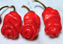 Peter Pepper Vegetable Seeds for Planting – Heirloom Non-GMO Red Hot Chili Variety