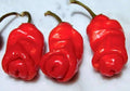 Peter Chilli Seeds for Planting – Heirloom, Non-GMO Bold & Spicy Peppers with Unique Shape for Organic Gardens