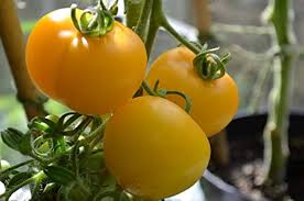 Light Yellow Tomato Seeds for Planting – Heirloom Non-GMO Organic Garden Seeds with High Germination