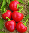 Vegetable Seeds,Garden seeds, Seeds For Planting,Plant Seeds