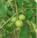 Fruit Seeds,Garden seeds, Seeds For Planting,Plant Seeds