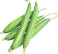 Vegetable Seeds,Garden seeds, Seeds For Planting,Plant Seeds