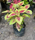 Burgundy Green Dragon Coleus Seeds – Heirloom, Non-GMO, Long Bloom, High Germination Organic Seeds for Planting