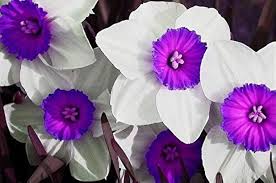 Purple White Daffodil Flower Seeds – Heirloom, Non-GMO, Drought Tolerant Seeds for Planting in Home Gardens
