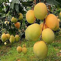 Fruit Seeds,Garden seeds, Seeds For Planting,Plant Seeds
