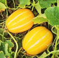 Fruit Seeds,Garden seeds, Seeds For Planting,Plant Seeds