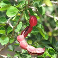 Fruit Seeds,Garden seeds, Seeds For Planting,Plant Seeds