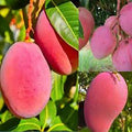 Fruit Seeds,Garden seeds, Seeds For Planting,Plant Seeds