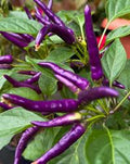 Vegetable Seeds,Garden seeds, Seeds For Planting,Plant Seeds
