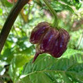 Vegetable Seeds,Garden seeds, Seeds For Planting,Plant Seeds