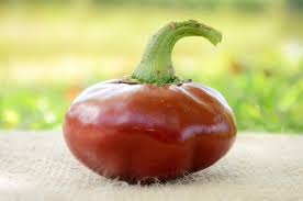 Basque Nora flower seeds for planting - Heirloom & Non-GMO Garden Seeds